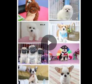 合肥熱門犬舍常年出售寵物狗 品種齊全 保證健康純種 合肥熱門犬舍常年出售寵物狗 品種齊全 保證健康純種
