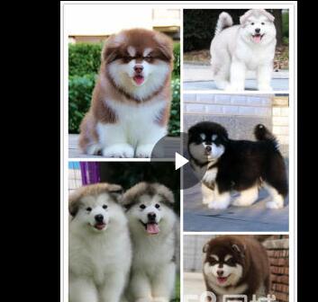 合肥熱門犬舍常年出售寵物狗 品種齊全 保證健康純種 合肥熱門犬舍常年出售寵物狗 品種齊全 保證健康純種